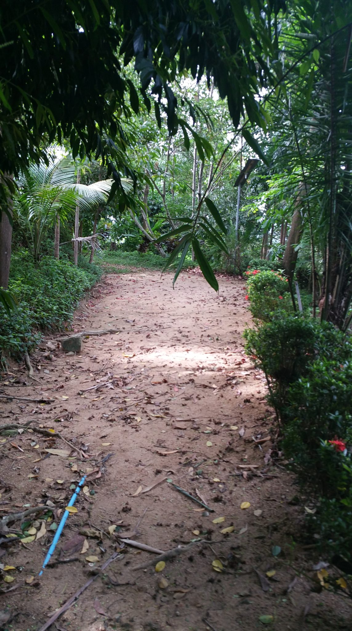 One of the winding jungle pathways at Dipabhavan Meditation Retreat.