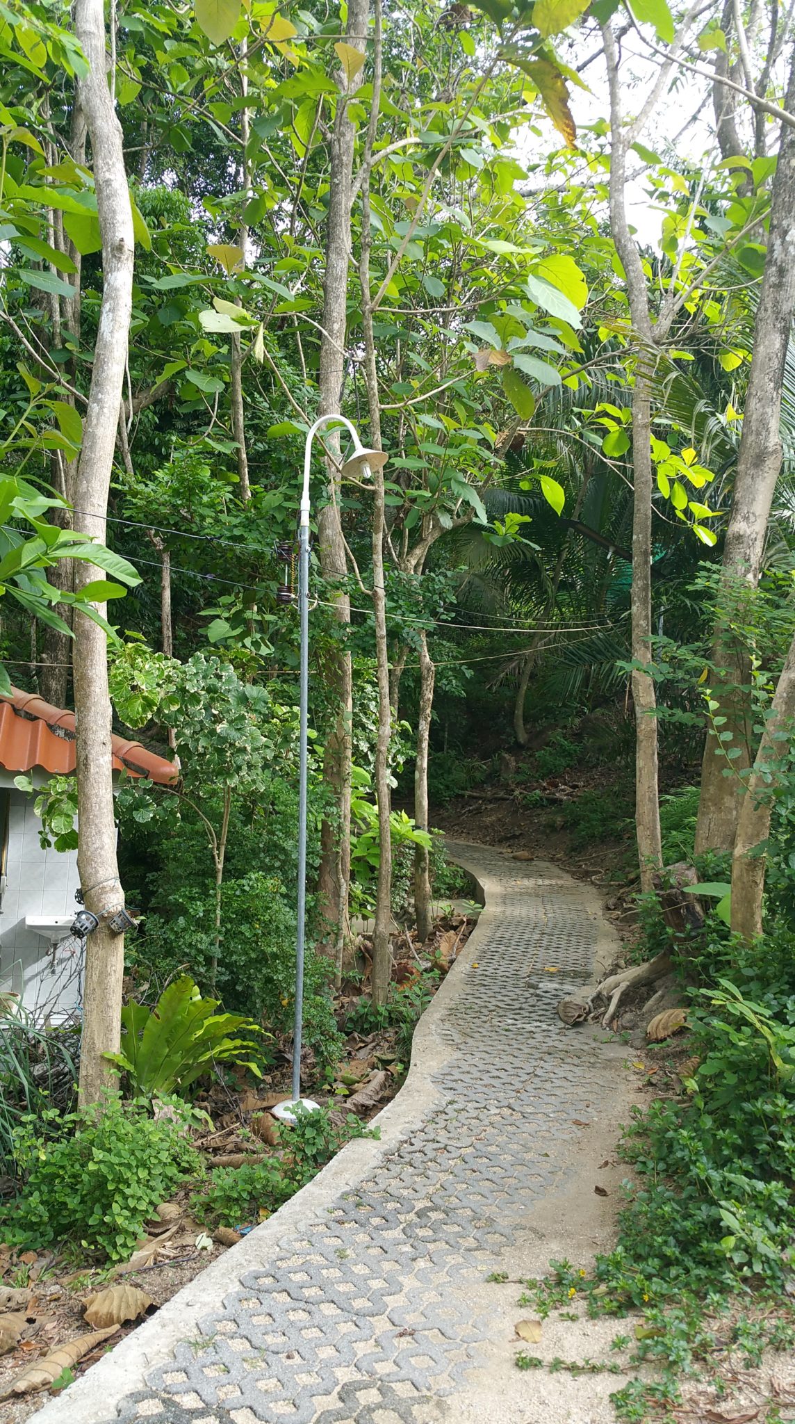 The beginning of the jungle path from the dinning hall to the meditation hall