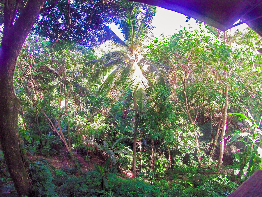 The dense jungle outside my open 'window'.